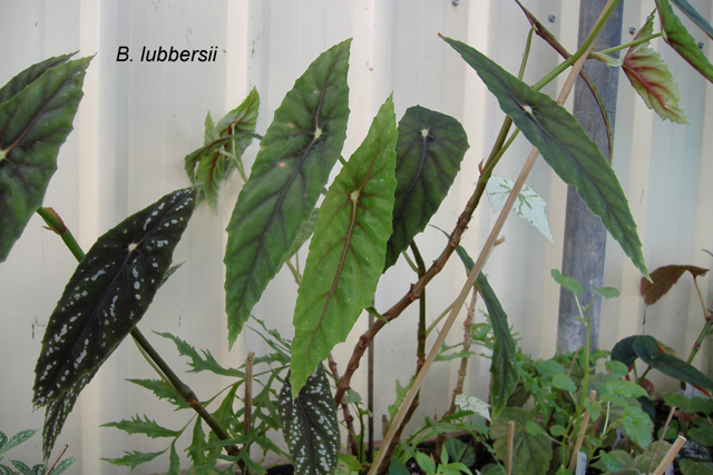 B. lubbersii
